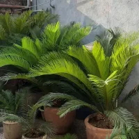 گل و گیاه و سیکاس