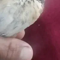 قناری|پرنده|مسجد سلیمان, |دیوار