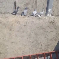 کبوتر