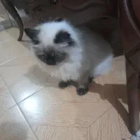 گربه سیامی هیمالیا