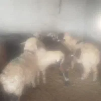 بره سبک