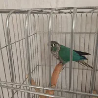 گرینچیک ،عروس،راهب،