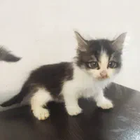 یه گربه با چند بچه گربه