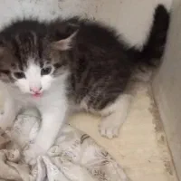 واگذاری 2 گربه رایگان  زیبا وبغلی