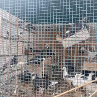 کبوتر فروشی|پرنده|خوسف, |دیوار