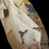 کفتر کبوتر طوق دمگیر|پرنده|اصفهان, مشکین|دیوار