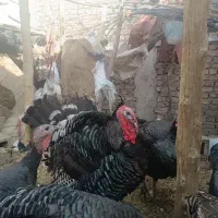 بوقلمون نر  برنز یک ساله