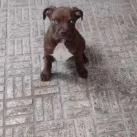 واگذاری توله سگ پیتبول