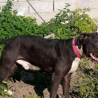 پیت بول امریکن نر تربیت شده|سگ|قائمشهر, |دیوار