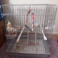 عروس هلندی نر
