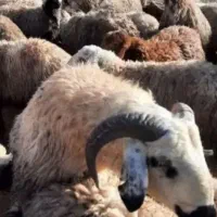 گوسفند ۳۰ عدد