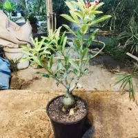 گل آدنیوم بزرگ|گل و گیاه طبیعی|کرمانشاه, |دیوار