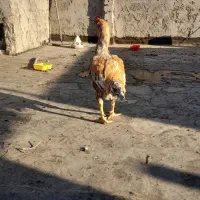 مرغ خروس لاری جوان