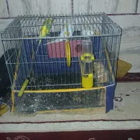 مرغ عشق|پرنده|سیرجان, |دیوار