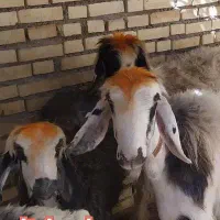 میش چاق برا قرمه شکم اول جوون