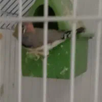 پول نیازم قیمت مناسب انواع طوطی سانان معاوضه فروش|پرنده|اردکان, |دیوار