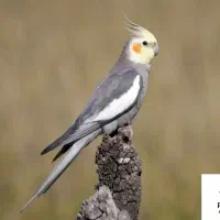 گمشده