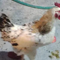 خروس 5ماهه|حیوانات مزرعه|تهران, جیحون|دیوار