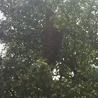 زنبور کارنیکا