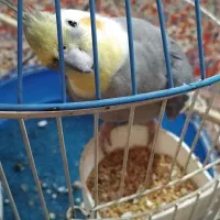 عروس هلندی سخنگو|پرنده|لاهیجان, لاشیدان|دیوار