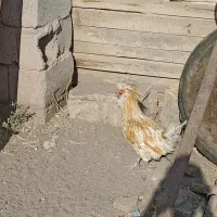 ۳عدد  خروس و ۲عدد بوقلمون ماده|حیوانات مزرعه|رفسنجان, |دیوار