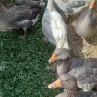 فروش تعدادی غاز نر وماده تخم گذار