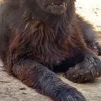 واگزاری جفت نر هم قل