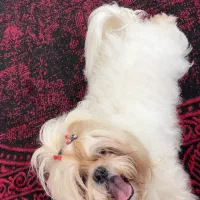 سگ شیتزو فلت