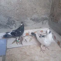 دو عدد جنگی نر|پرنده|شیروان (خراسان), |دیوار