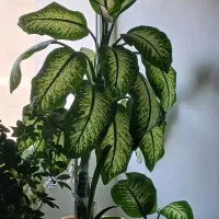 گل دیفن باخیا