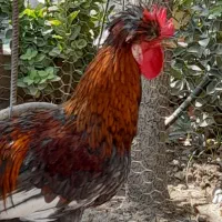 خروس