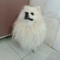 واگذاری پامر خرسی