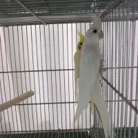 عروس هلندی بالغ آلبینو و لوتینو جفت ماده کار