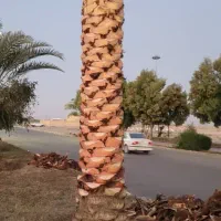 انجامه تمام کار های نخل او باغچه او علف زنی|خدمات باغبانی و درختکاری|شادگان, |دیوار