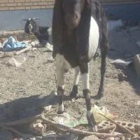 بز با گوسفند