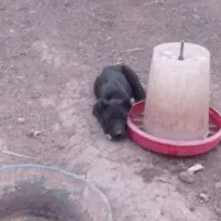 توله دوبرمن سراب|سگ|مشهد, حجت|دیوار