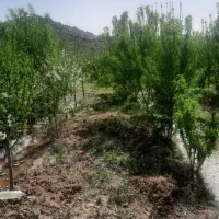 باغ در روستای زواریان|فروش زمین و ملک کلنگی|سلفچگان, |دیوار