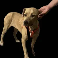 سگ  امریکن پیت بول|سگ|تهران, پیکان شهر|دیوار