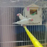 فنچ
