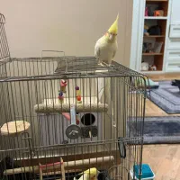 عروس هلندی لوتینو اصل چشم شرابی رام