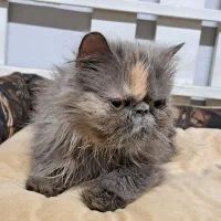 گربه پرشین بلو فول فلت