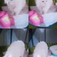 اجتماعی|اشیا|سنندج, |دیوار