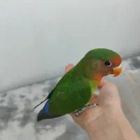 کوتوله برزیلی گمشده