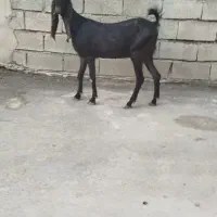 بز افغانی دومین شکم