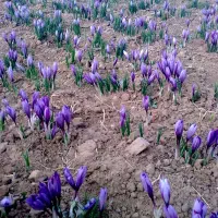 زمین-زعفرانی-فروشی