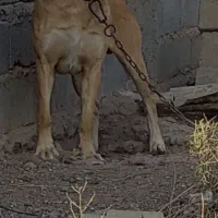 واگذاری دوقلاده سگ