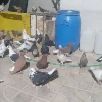 بهبهانی پلاکی|پرنده|شیراز, کرونی(خاتونک)|دیوار