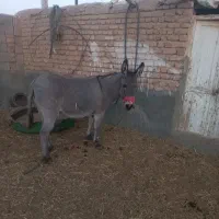 الاغ ماده دوسال|حیوانات مزرعه|قمرود, |دیوار