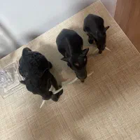 مجسمه نایلندی فیل|مجسمه، تندیس، ماکت|تهران, آبشار تهران (دریاچه)|دیوار