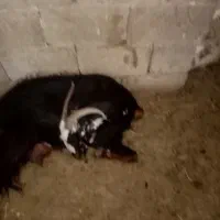 گمشده بز زرد رنگ